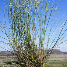 Load image into Gallery viewer, Indian Ricegrass*