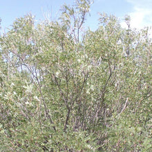 Load image into Gallery viewer, Indigo-bush Amorpha*