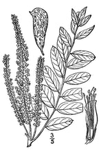 Load image into Gallery viewer, Indigo-bush Amorpha*