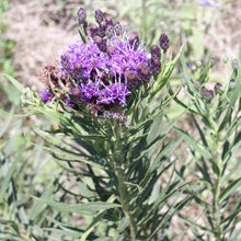 Load image into Gallery viewer, Ironweed*