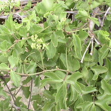 Load image into Gallery viewer, Ivy Treebine*