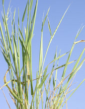 Load image into Gallery viewer, Jointed Goatgrass*