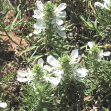 Load image into Gallery viewer, Lacy Germander*