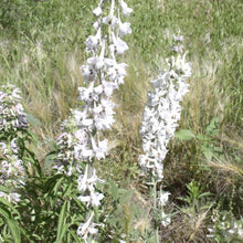 Load image into Gallery viewer, Larkspur*