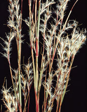Load image into Gallery viewer, Little Bluestem