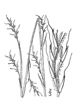 Load image into Gallery viewer, Little Bluestem USDA