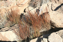 Load image into Gallery viewer, Little Bluestem