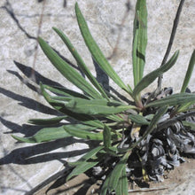 Load image into Gallery viewer, Longleaf Buckwheat*