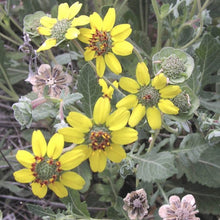 Load image into Gallery viewer, Lyreleaf Greeneyes*