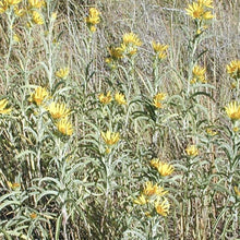 Load image into Gallery viewer, Maximilian Sunflower