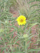 Load image into Gallery viewer, Maximilian Sunflower