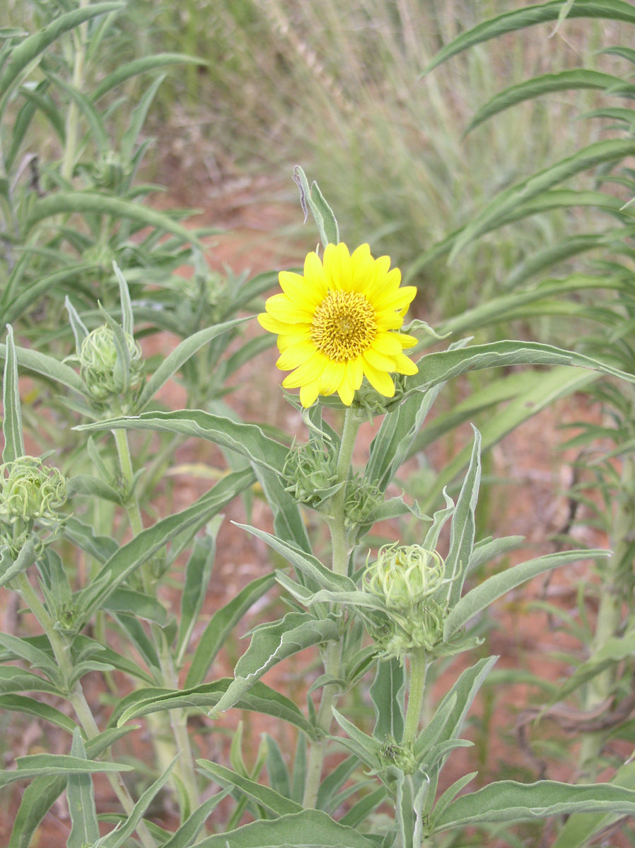 Maximilian Sunflower Bamert Seed