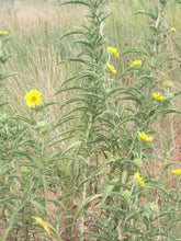 Load image into Gallery viewer, Maximilian Sunflower