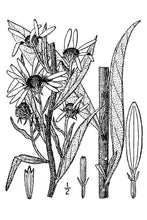 Load image into Gallery viewer, Maximilian Sunflower