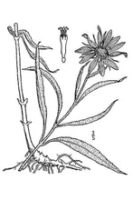 Load image into Gallery viewer, Maximilian Sunflower