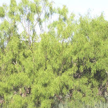 Load image into Gallery viewer, Mesquite*