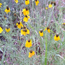 Load image into Gallery viewer, Mexican Hat