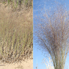 Load image into Gallery viewer, Sandhill Muhly*
