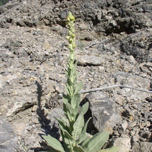 Load image into Gallery viewer, Mullein (common)*