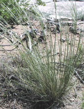 Load image into Gallery viewer, Needle & Thread*