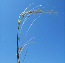 Load image into Gallery viewer, Needle & Thread*