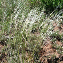 Load image into Gallery viewer, Needle & Thread*