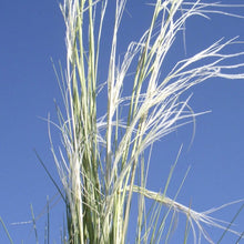 Load image into Gallery viewer, New Mexico Feathergrass*