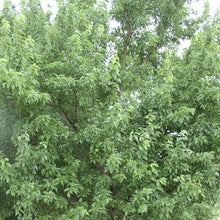 Load image into Gallery viewer, Osage Orange (Bois d'arc)*