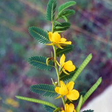Load image into Gallery viewer, Partridge Pea