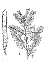 Load image into Gallery viewer, Partridge Pea