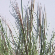 Load image into Gallery viewer, Perennial Threeawn*