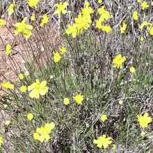 Load image into Gallery viewer, Plains Actinea*