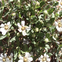 Load image into Gallery viewer, Plains Blackfoot*