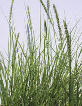 Load image into Gallery viewer, Plains Bristlegrass