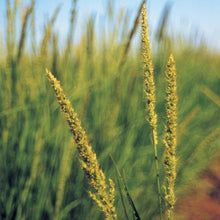 Load image into Gallery viewer, Plains Bristlegrass