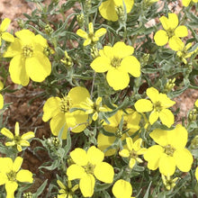 Load image into Gallery viewer, Plains Zinnia*