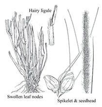 Load image into Gallery viewer, Plains Bristlegrass
