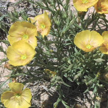 Load image into Gallery viewer, Prairie Flax*