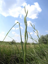 Load image into Gallery viewer, Prairie Cordgrass*