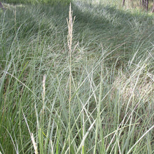 Load image into Gallery viewer, Prairie Cordgrass*