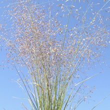 Load image into Gallery viewer, Purple Lovegrass*