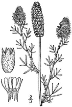 Load image into Gallery viewer, Purple Prairie Clover