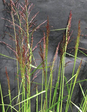 Load image into Gallery viewer, Purpletop Tridens*