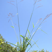 Load image into Gallery viewer, Purpletop Tridens*