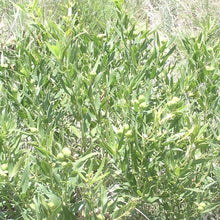 Load image into Gallery viewer, Queens Delight*