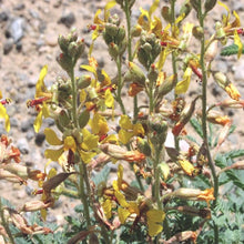 Load image into Gallery viewer, Rushpea (Indian)*