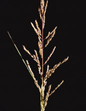 Load image into Gallery viewer, Sand Dropseed