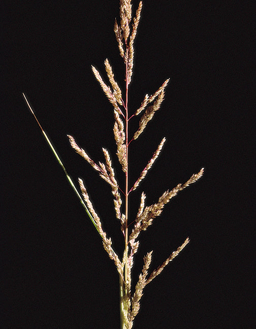 Sand Dropseed Bamert Seed