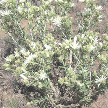 Load image into Gallery viewer, Sand Lily*