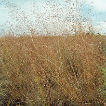 Load image into Gallery viewer, Sand Lovegrass